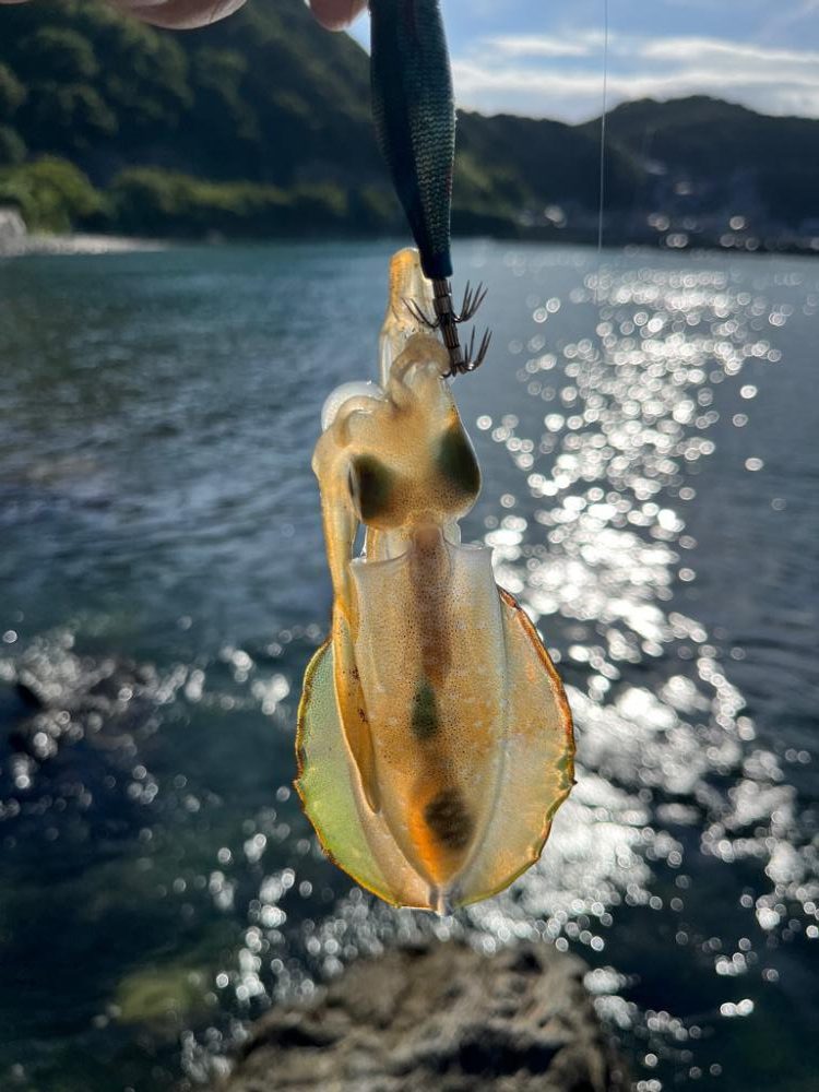 エギングスタート❗️