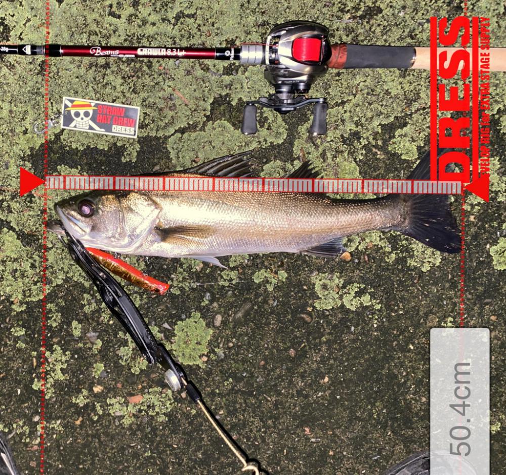 Fishman Beams CRAWLA 8.3L+入魂!