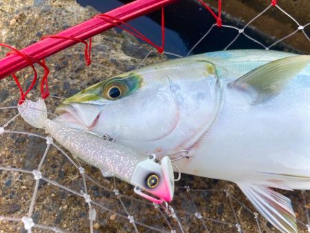 岸和田一文字6時台のハマチの鬼ラッシュ