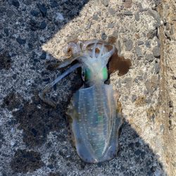 毒針には気をつけて