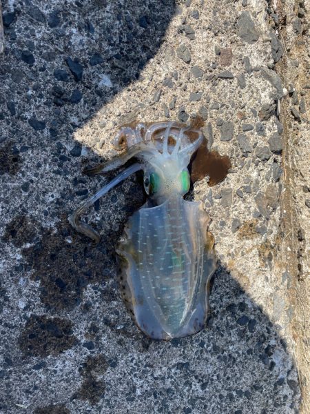 毒針には気をつけて