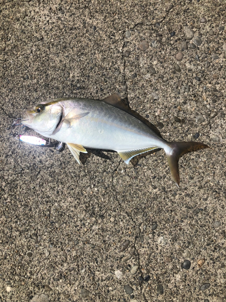 何とか釣れたけどリリースサイズ