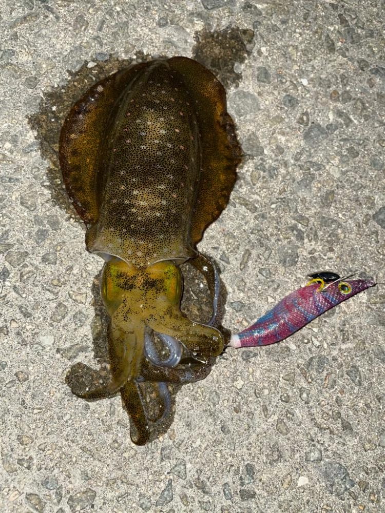 仕事終わりエギング2