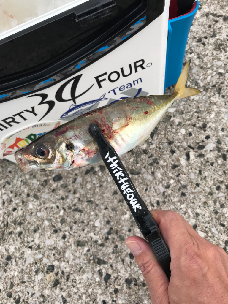 寝坊から、下潮止まり狙い