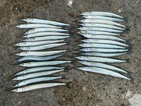 台風前にサヨリ釣り