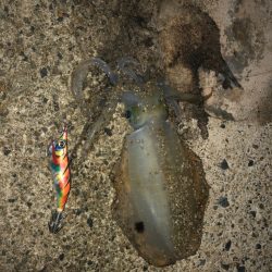 朝まずめになんとか