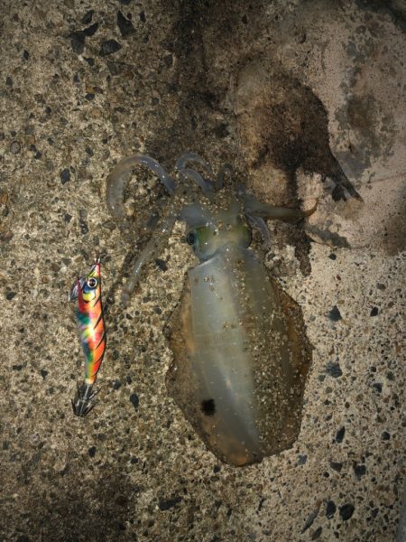 朝まずめになんとか