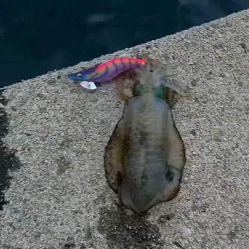 隠岐でエギング新子祭り！