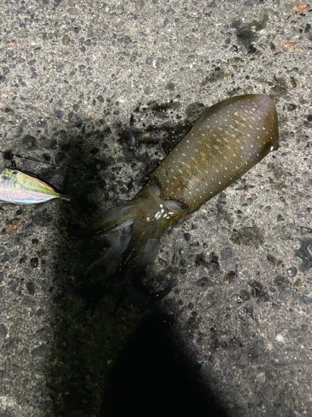 ファミリーフィッシング