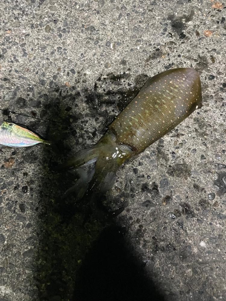 ファミリーフィッシング