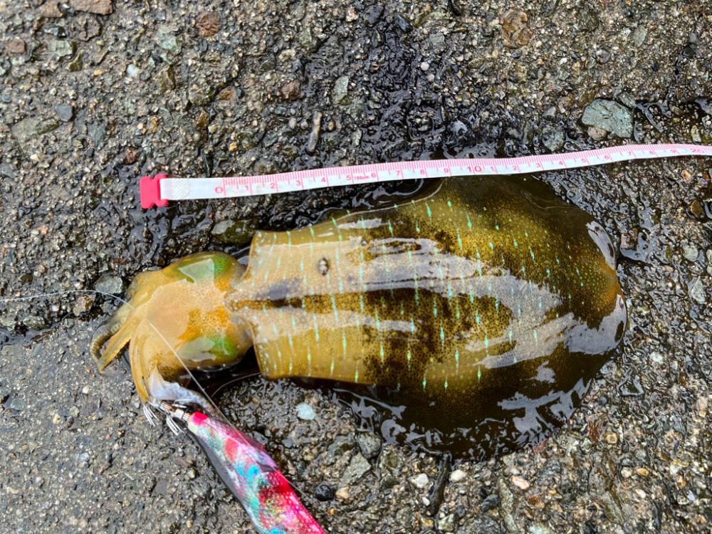 日本海エギング絶好調！