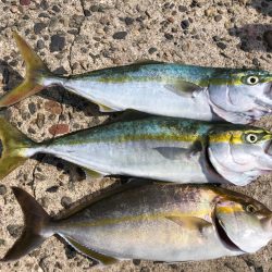 ショアジギング