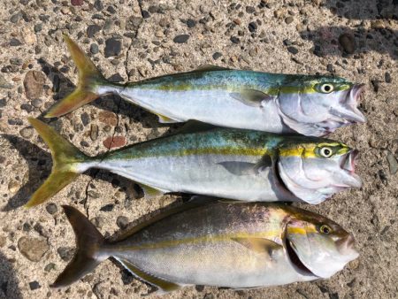 ショアジギング