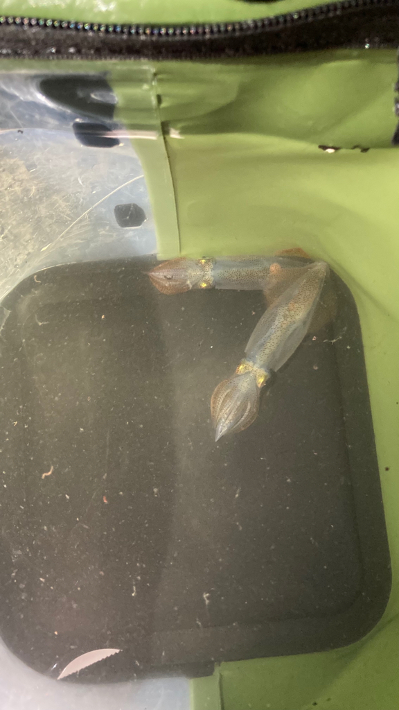 ベイカ？エギング