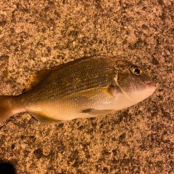 隠岐の島のホテルの裏