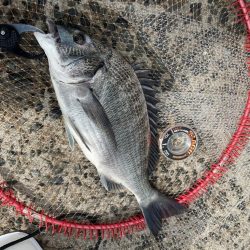 近場でチヌ釣り