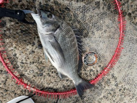 近場でチヌ釣り