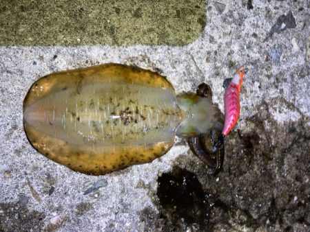 神明エギングその1