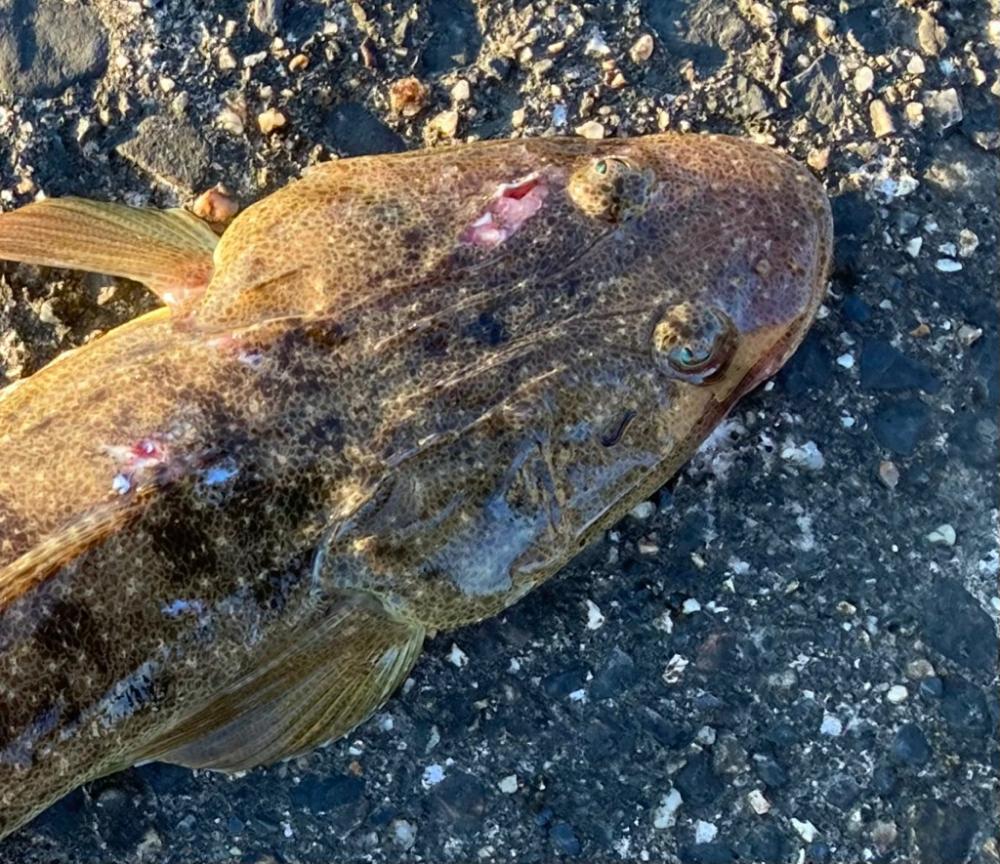 マゴチフィッシング