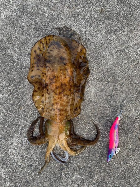 台風前のエギング釣行