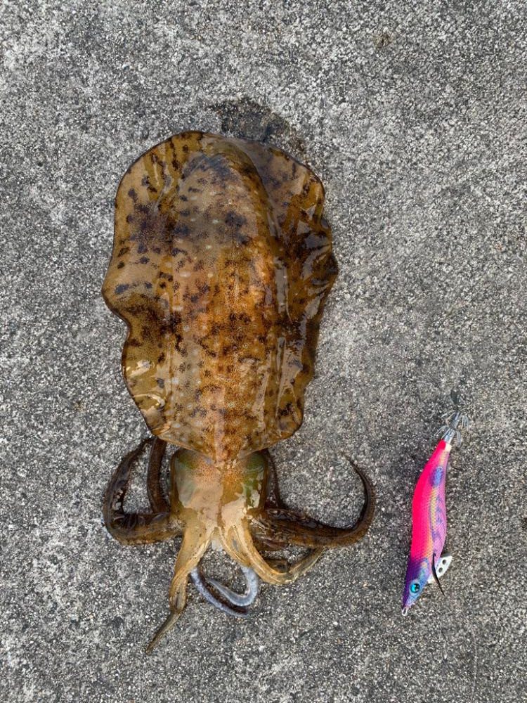 台風前のエギング釣行