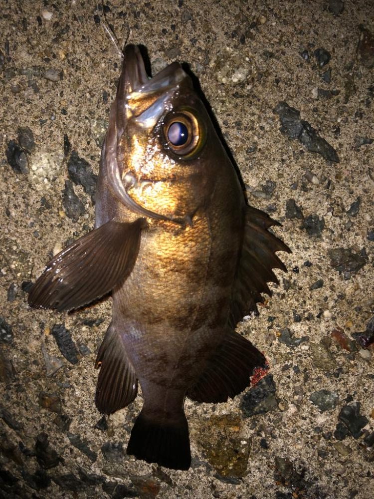 ショアジギのはずがメバリング