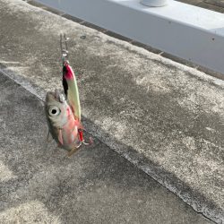 ショアジギ不発(TT)