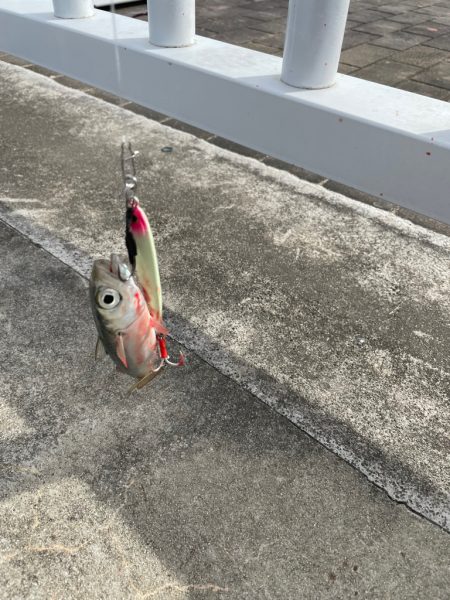 ショアジギ不発(TT)