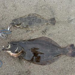 フラットフィッシュ