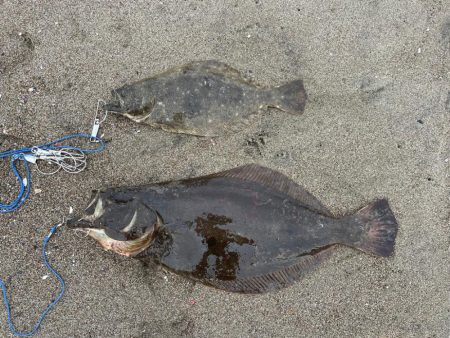 フラットフィッシュ