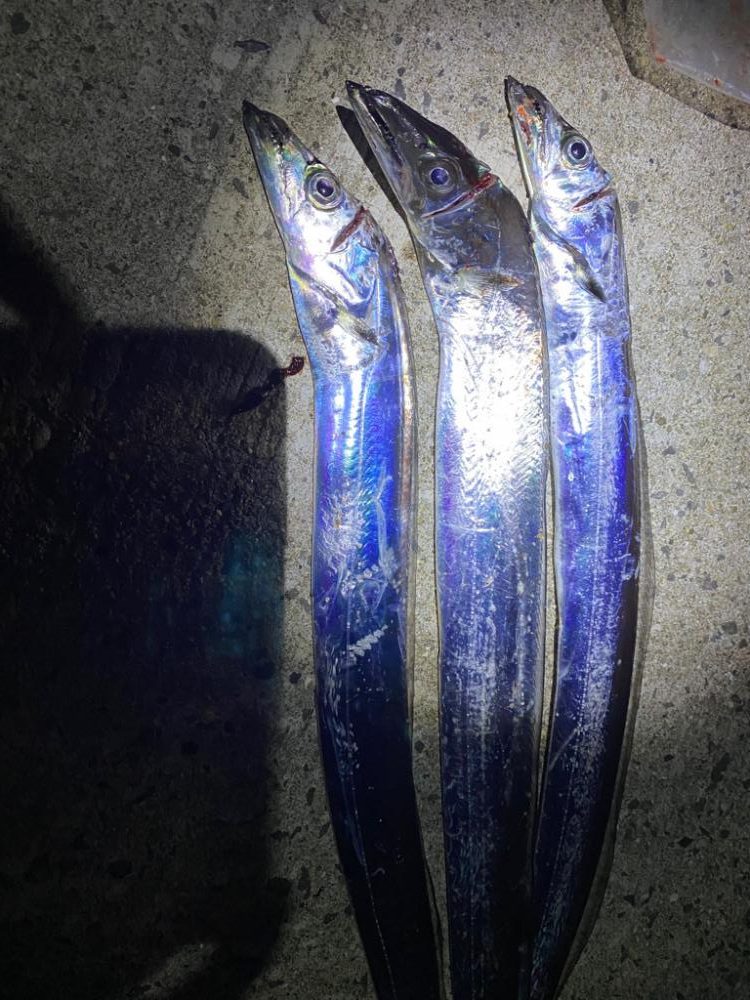 少し遅めの太刀魚参戦