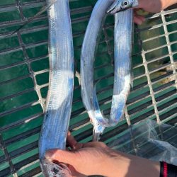 太刀魚　テンヤ