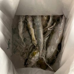 大阪 シーサイドコスモ サビキとメタルジグ…