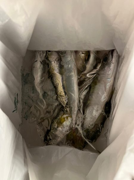 大阪 シーサイドコスモ サビキとメタルジグ…