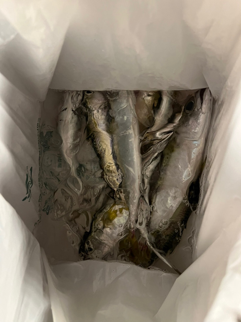 大阪 シーサイドコスモ サビキとメタルジグ