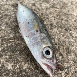 朝まづめハマチバラシのちサバゲー