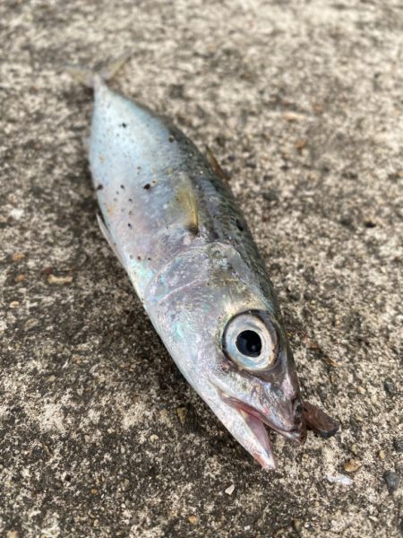 朝まづめハマチバラシのちサバゲー