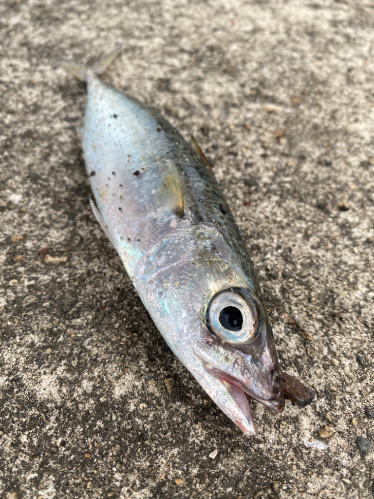 朝まづめハマチバラシのちサバゲー