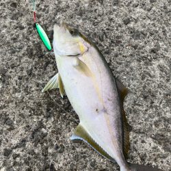 三浦半島ランガン