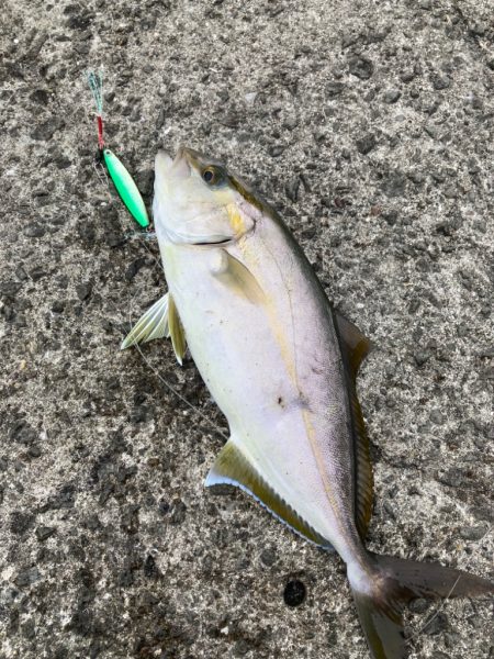 三浦半島ランガン