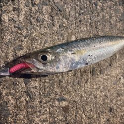 イカバラシ後サ