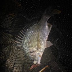 チニング  アタリはありますが