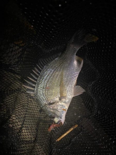 チニング  アタリはありますが