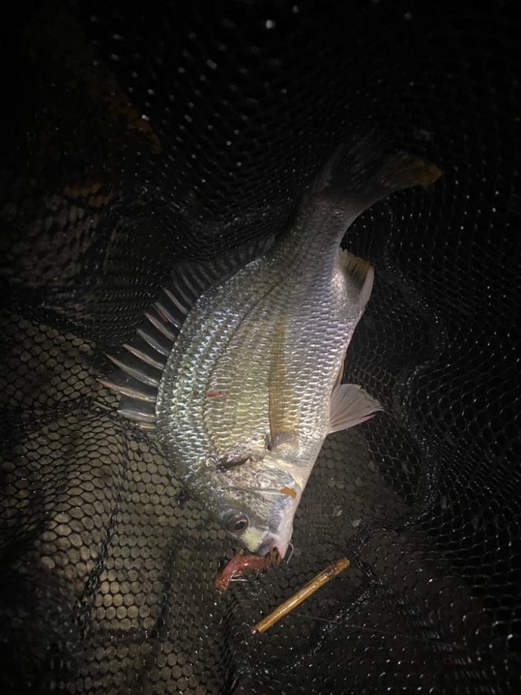 チニング アタリはありますが