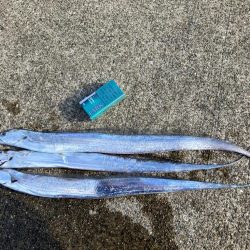 安定のタチウオ