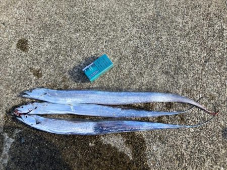 安定のタチウオ