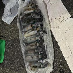 エギング爆釣の兆し？？