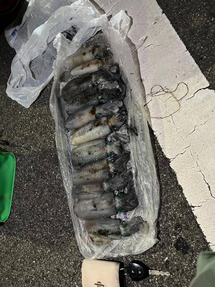 エギング爆釣の兆し??