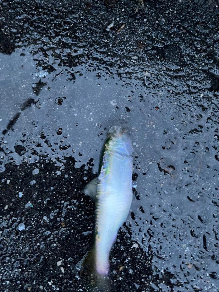 サッパ、アジ、ハゼ