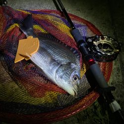 ヘチってきました